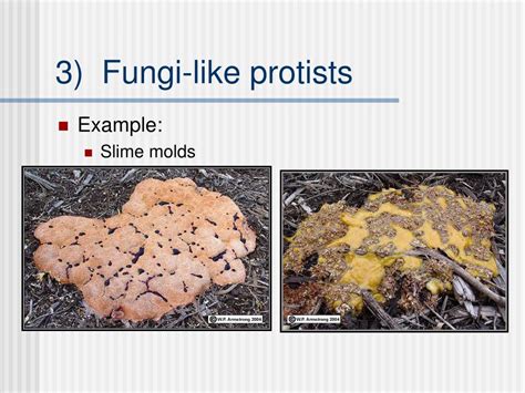 PPT - Kingdom Protista Kingdom Fungi PowerPoint Presentation, free ...