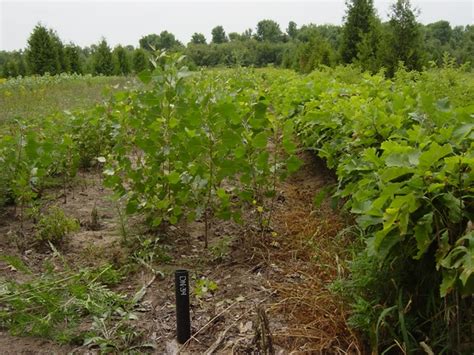 Hybrid Poplar Trees | Deciduous Trees | Cold Stream Farm