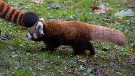 Red panda cubs on display at Prospect Park Zoo | FOX 5 New York