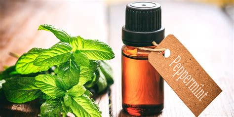 Peppermint Oil Benefits: It's Uses, Side-effects and Interaction with Drugs