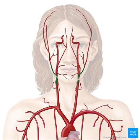 External carotid artery and its branches | Carotid artery, Internal ...