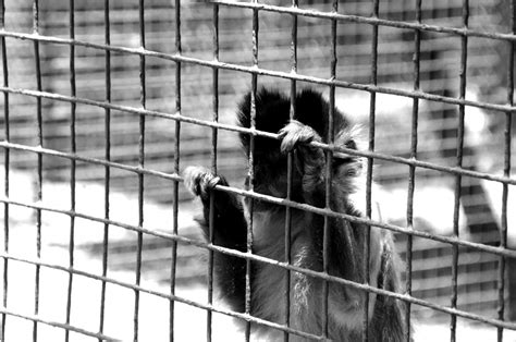 Black And White Sad Monkey In Zoo Free Stock Photo - Public Domain Pictures