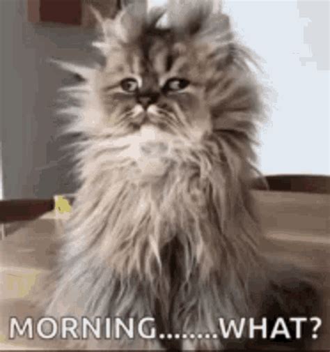 Good Morning What GIF - GoodMorning What Cat - Discover & Share GIFs