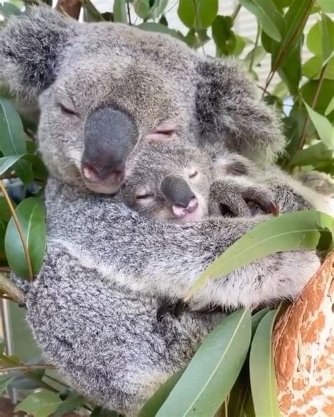 Awesome Travel & Nature on Instagram: “Koala hug 🐨 You can check how to ...