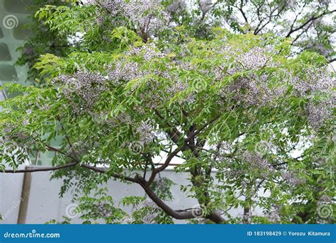 Chinaberry flowers stock image. Image of daytime, blossoms - 183198429