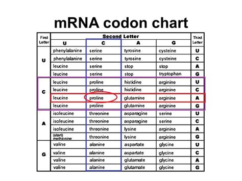 Rna Amino Acid Chart