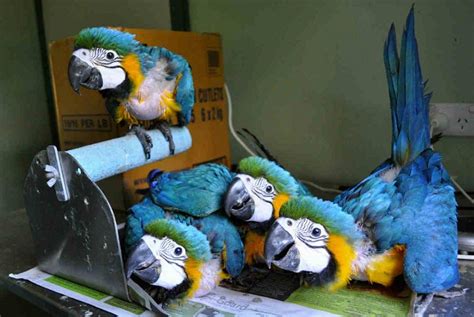 Blue and Gold Macaw Facts, Care as Pets, Price, Pictures | Singing ...