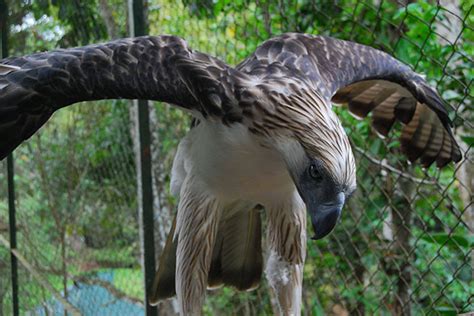 Tributes pour in for 1st captive-bred Philippine Eagle Pag-Asa