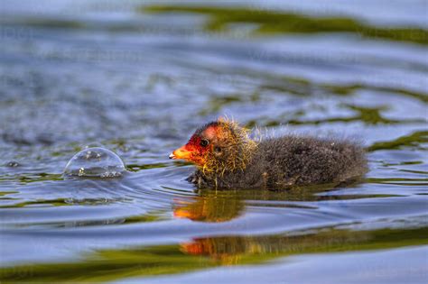 Germany, Bavaria, Eurasian Coot chick stock photo