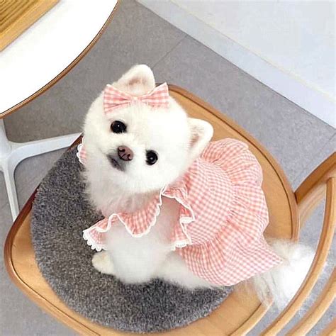 Cool, Sweet Summer Dress – Virtual Living Outfits For Dogs – DogMega.Com