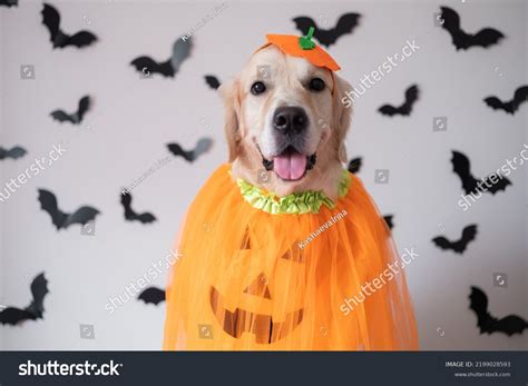 Dog Pumpkin Costume Halloween Golden Retriever Stock Photo 2199028593 | Shutterstock