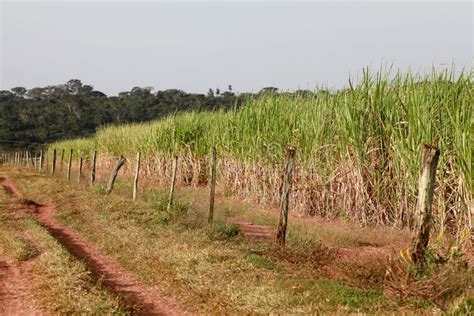 Sugar cane stock photo. Image of land, biomass, agriculture - 107962410