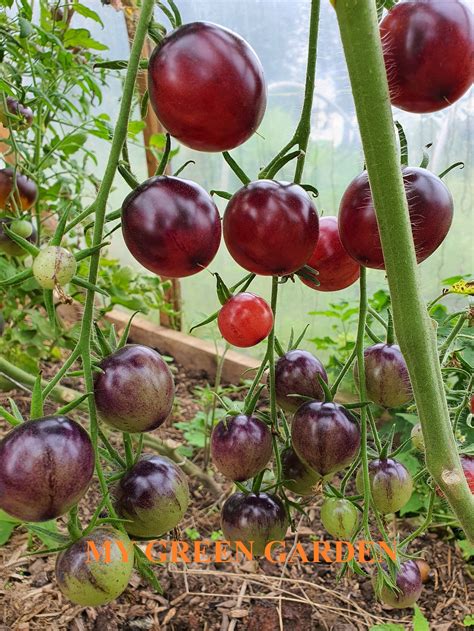 10 PURPLE DRAGON Tomato Seeds Purple Dragon, Пурпурный дракон, Non GMO, Organic Heirloom Tomato ...