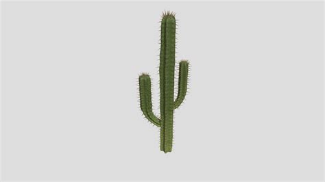 Cactus - Download Free 3D model by upeglnf951 [2bb7c79] - Sketchfab