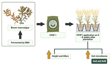 Fermentation | Free Full-Text | Seaweed Fertilizer Prepared by EM-Fermentation Increases ...