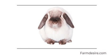 9 Fluffy Rabbit Breeds (With Pictures) | Farming Base