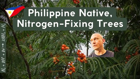 Philippine Native, Nitrogen-Fixing Trees (and some others) on the Farm 4K - YouTube