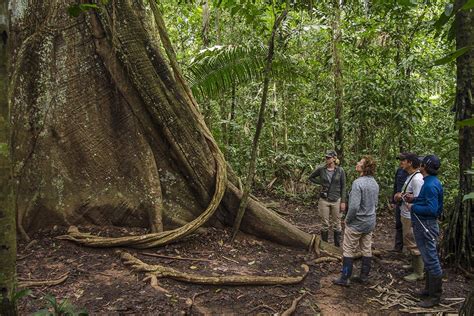 Kapok trees: Giants of the Amazon forest with a cathedral-like structure