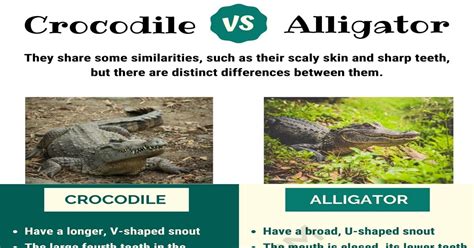 Crocodile vs. Alligator: What's the Difference? - Confused Words