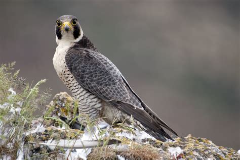 Livestream set up of falcon nest in downtown Richmond - WTOP News