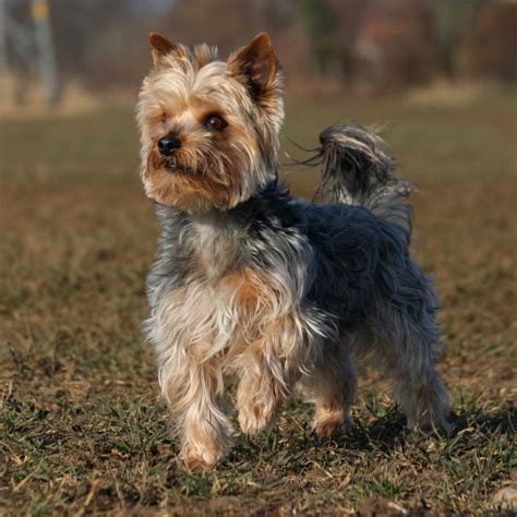 Yorkie Full Grown | tunersread.com