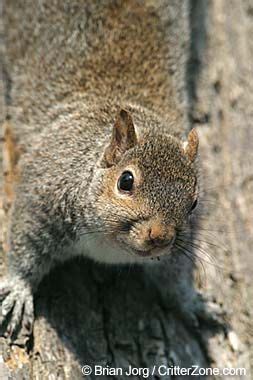 Kentucky State Wild Game Animal--Eastern gray squirrel | Kentucky ...