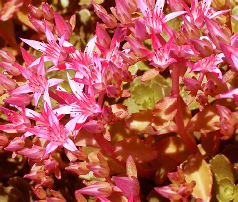 Sedum Voodoo Sedum Spurium Seeds