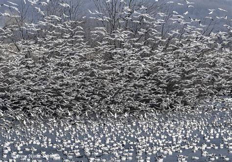 Middle Creek Wildlife Management Area, PA