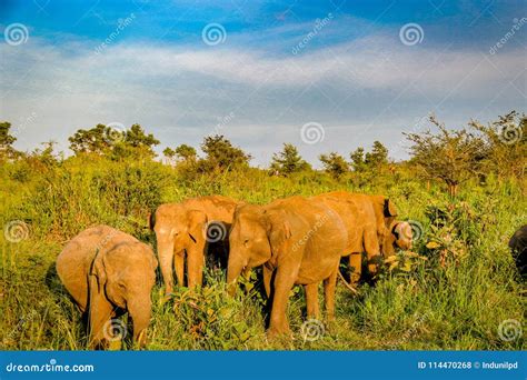 Wild elephants herd stock photo. Image of herd, elephant - 114470268