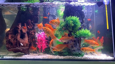 NEW AQUARIUM FOR THE LOVELY FISH - YouTube