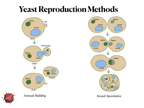 Cider Words: Mitosis versus Meiosis – PricklyCider.com