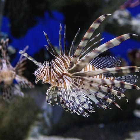 "Captivating, beautiful, and venomous! The red #lionfish contains its ...