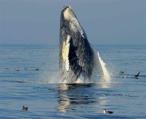 The big comeback: it's time to declare victory for Australian humpback whale conservation