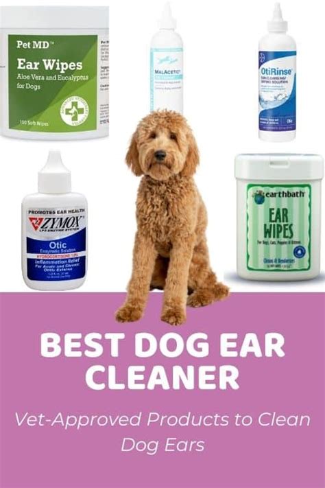 Best Dog Ear Cleaner: Vet-Approved Products - Doodle Doods