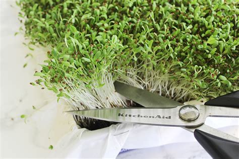 Southern Mom Loves: How to Grow Alfalfa Sprouts in Your Kitchen!