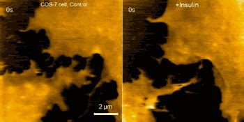 Scientists develop atomic force microscopy for imaging nanoscale dynamics of neurons