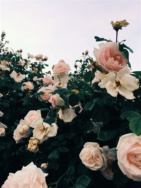 follow me on Insta @heynika_com // pink roses, garden roses, wild roses, pink roses aesthetic ...