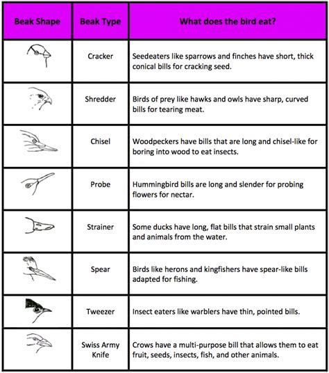 Beak-Shape-Table | Science lessons, Bird beaks, Teaching science