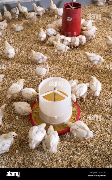 Baby Chicks Feeding Stock Photo - Alamy