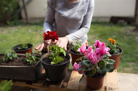 How To Care for Begonias