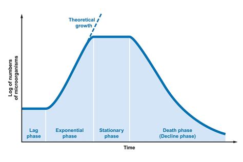 Growth Curve of Bacteria - Solution Parmacy