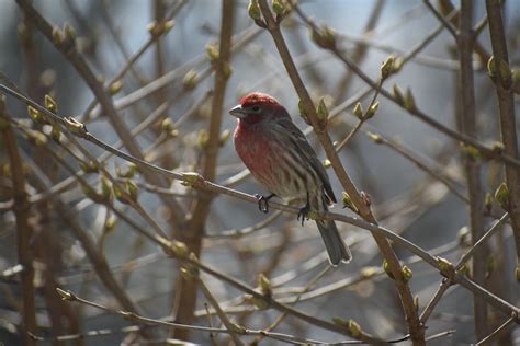 21 Examples of Herbivorous Birds (A to Z List +Pictures) – Fauna Facts