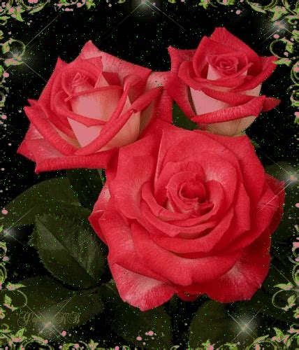 Blooming Red Roses red flowers animated rose gif blossom bloom red rose ...