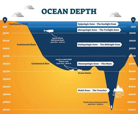 5 Animals Found in the Bathypelagic Zone - Scuba.com