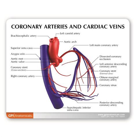 Coronary Arteries and Cardiac Veins