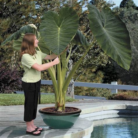 Colocasia Jacks Giant Bulb | Jackson & Perkins