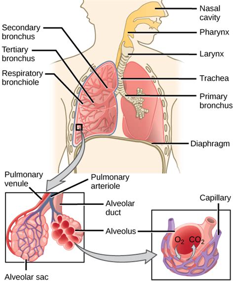 Diagram Of The Respiratory System And Functions