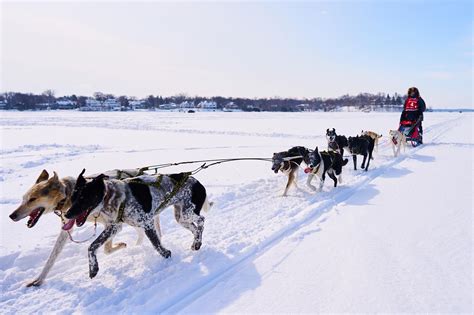 All About Sled Dogs — Lake Minnetonka Klondike Dog Derby