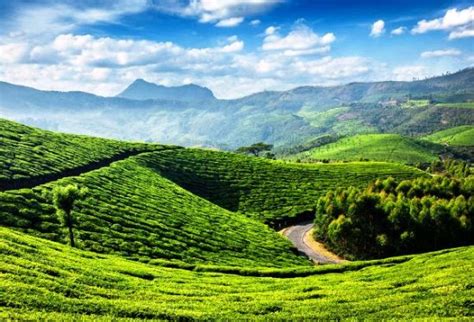 beutiful tea garden - Review of Tea Gardens, Munnar, India - Tripadvisor