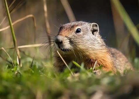 Exploring Gopher Size: How Big Can a Gopher Get?